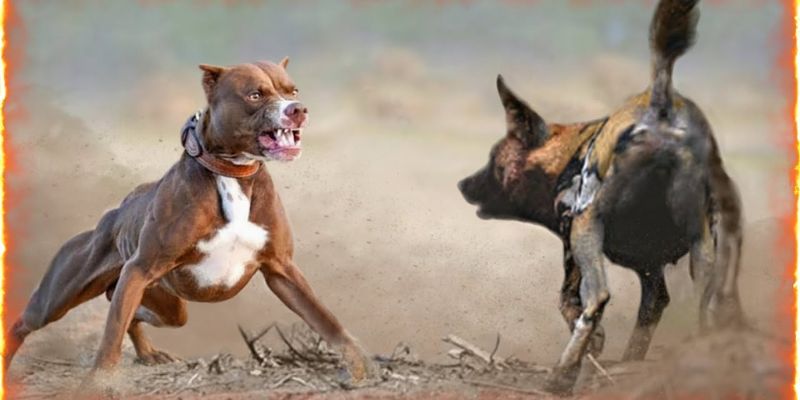 african pitbull fight