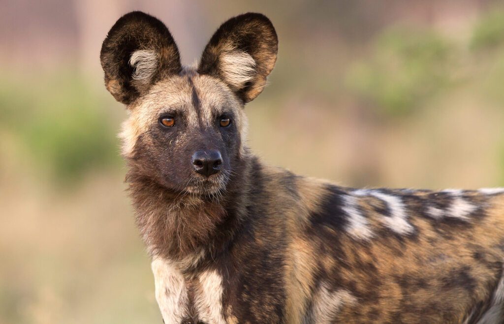 top 10 facts about african wild dogs