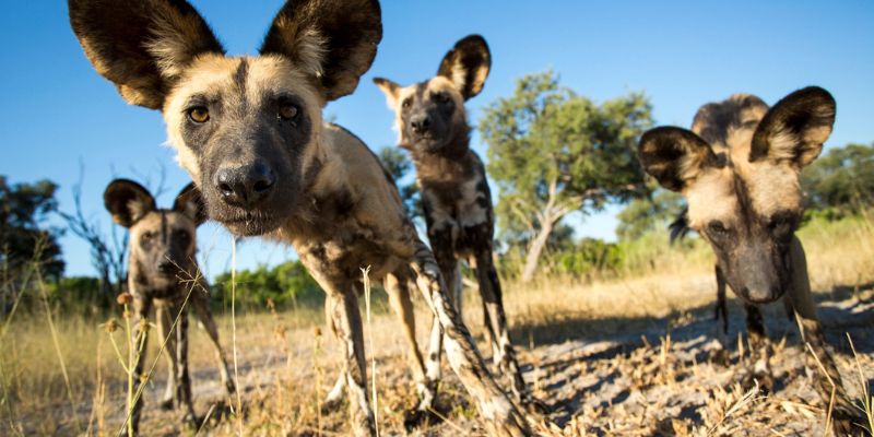 A Complete Guide About Endangered Species of African Wild Dogs