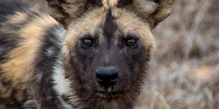 Can African Wild Dogs Be Domesticated?