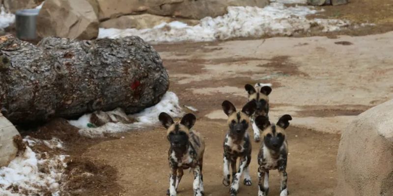 how many babies do african wild dogs have