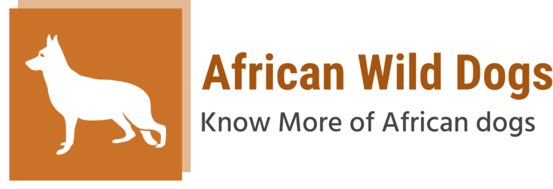African Wild dog watch