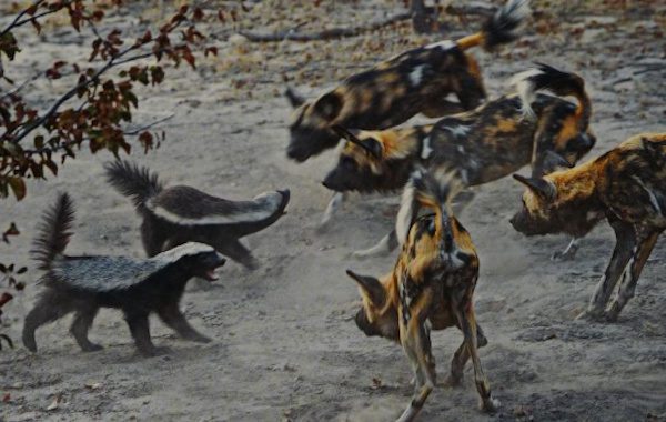 African Wild Dogs Vs Honey Badger