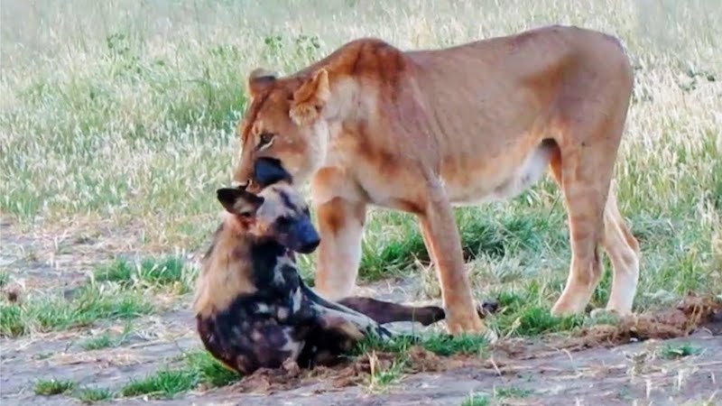 Do Lions Eat Wild Dogs?