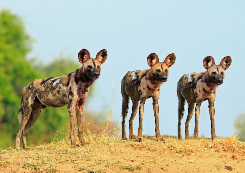 African wild dogs Population